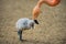 Baby bird of the American flamingo with its mother.