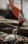 Baby bird of the Caribbean flamingo.