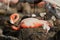 Baby bird of the Caribbean flamingo.