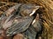 Baby bird close-up