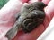 Baby bird in the hands of rights. A small bird fell from the nest and the man found it.  Details and close-up.