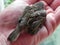 Baby bird in the hands of rights. A small bird fell from the nest and the man found it.  Details and close-up.