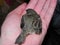 Baby bird in the hands of rights. A small bird fell from the nest and the man found it.  Details and close-up.