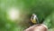 A baby bird of a Large Sail has flown out of the nest and is sitting on a stone, on a defocused green background