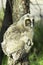 A baby bird of long-eared owl (Asio otus)