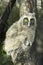 A baby bird of long-eared owl (Asio otus) in the tree