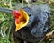 Baby Bird with open beak being fed