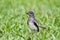 Baby bird - Oriental Magpie-Robin