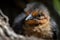 baby bird peeking out of nest, with its beady eyes and fluffy feathers