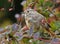 Baby bird Redstart