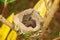 Baby bird of Rufous-tailed hummingbird in the nest