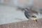Baby bird on rusty iron whith gray background