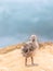 Baby Bird Seagull Chick Standing On the Cliffs