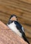 Baby bird of swallow sits on wooden beam