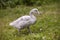 Baby bird of a swan close up in sunny day