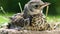 Baby bird thrush Fieldfare in the natural environment