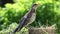 Baby bird thrush fieldfare in the natural environment