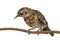 Baby bird thrush fieldfare sitting on a branch