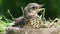 Baby bird thrush Fieldfare sitting in a nest on a sunny summer day