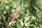 The baby bird of a thrush sitting on a branch