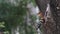 Baby bird waiting food from parent in a nest in a tree hole