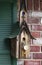 Baby bird waiting for mother inside round door of rustic bird house hung on brick wall and green shutters
