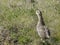 Baby bird of a wood-grouse in a grass