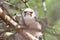 Baby Birds, Africa - Shrike, Helmeted