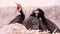 Baby birds of a cormorant