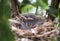 Baby birds in nest, Georgia USA