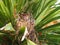 Baby birds poking their little heads out of the nest, brown and yellow, lerida, spain, europe