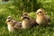 Baby birds-quail.