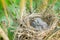 Baby Birds Snuggled Up in Nest