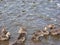 Baby Birds and Sunlight Play On Water