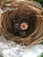 Baby birds waiting food