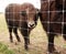 Baby bison