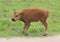 Baby Bison with Brown Hair