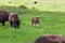 Baby Bison with Family