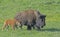 Baby Bison follows mom in Yellowstone.