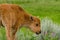 Baby bison going to eat some grass