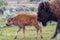 Baby bison with mother bison in Yellowstone National Park