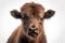 Baby Bison\\\'s straight face