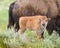 Baby Bison Standing Near Mother