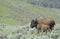 Baby Bison staying with mom in Yellowstone National Park.