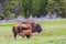 Baby bison sucking milk from its mother