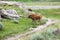 Baby Bison in Yellowstone