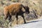 Baby Bison in Yellowstone