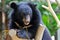 A baby black bear climbs on a trunk