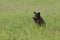 Baby Black Bear Playing in Wildflowers