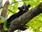 Baby Black Bear yawns as he lays in a tree limb.